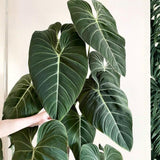 Velvet Leaf Philodendron Live Plant 4-6 Inches, Easy Care Indoor Houseplant for Home and Office, Tropical Foliage Philodendron