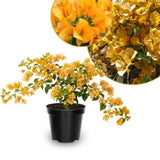 Set 2 Gold Bougainvillea Live Plant 5-7 Inch Tall