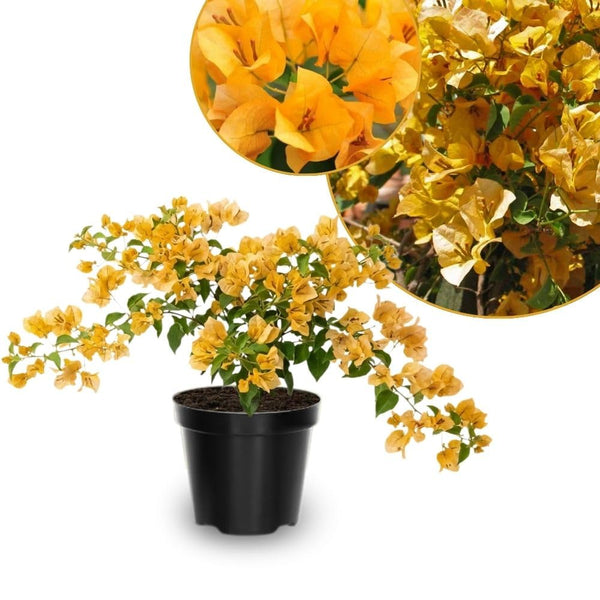 Set 2 Gold Bougainvillea Live Plant 5-7 Inch Tall