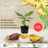 Truly Tiny Banana Live Plant, 4-6" Tall Dwarf Banana Plant