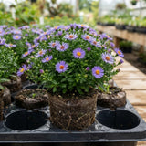 Lilac Aster Flower Plant, Live Perennial Plug with Blue Purple Blooms