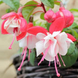 Fuchsia Live Plant, Patio Basket Flower, 4-8 Inch Tall, 5 Inch Pot