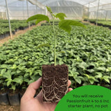 Red Passionfruit Plant, Passion Fruit Plant Live, 4-6 Inch Tall