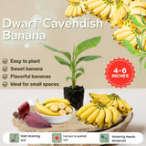 Dwarf Cavendish Banana Live Plant, 4-6" Tall Dwarf Banana Tree