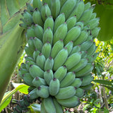 3 Banana Trees Plants Live, Fast Growing Tree, 3-5 Inch Tall
