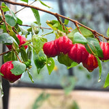 Surinam Cherry Live Plant 4–7" Tall