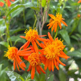 Set of 4 Mexican Flame Vine Plants Live 4-7 Inch Tall
