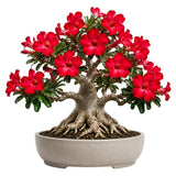 Red Desert Rose Live Plant, Adenium Bushes, 4-6 Inch Tall