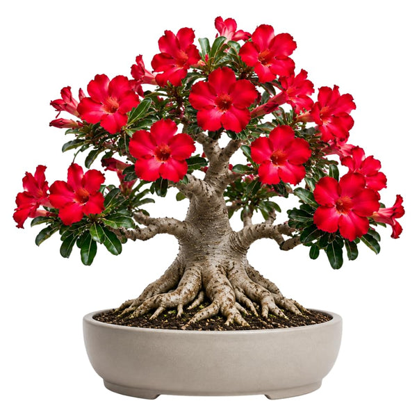Red Desert Rose Live Plant, Adenium Bushes, 4-6 Inch Tall