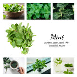 6 Spearmint Live Plants, 3-6 Inch Tall