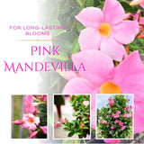 2 Pink Mandevilla Live Plants, Indoor Outdoor Plant, 4-6 Inch Tall