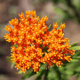 2 Orange Milkweed Live Plants, Asclepias Tuberosa, 4-6 Inch Tall