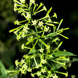 2 Jasmine Plants Live, Live Starter Plant, 5-9 Inch Tall