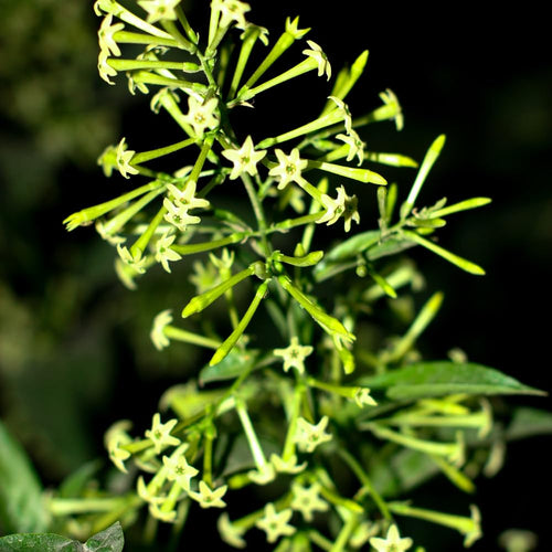 2 Jasmine Live Plants, Live Starter Plant, 5-9 Inch Tall