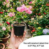 Pink Bougainvillea Plant Live, Patio Flower Vine, 4-6 Inch Tall, 4" Pot