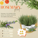 Sets 4 Rosemary Plants Live 4-7 Inches in Tall, No Pot, Fast-Growing, Fragrant Fresh Herb Plants for Outdoor Garden, Patio, or Container Planting (High-yielding)
