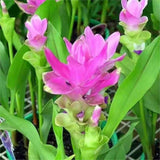 2 Pink Red Ginger Live Plants, Ornamental Flowering Ginger Plant for Indoor Outdoor, Colorful Blooming Gingers 4-6 Inches