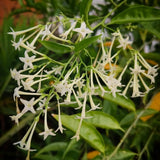 2 Night Blooming Jasmine Plants, Live Starter Plant, 4-6 Inch Tall