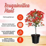2 Orange Bougainvillea Plants Live, Outdoor Garden Plant, 4-6 Inch Tall