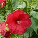4 Red Hibiscus Live Plants, Hibiscus Flower, Patio Container Plant, 4-8 Inch Tall