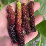 Pakistan Mulberry Tree Live Plant, Live Starter Plant, 4-6 Inch Tall