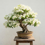 2 White Bougainvillea Plants Live, Rooted Vine Starter, 4-7 Inch Tall