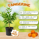 Sweet Tangerine Tree Plant Live, Well Rooted, 1-2 Ft Tall, 1 Gallon Pot