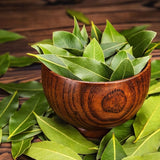 Bay Laurel Tree Live Plant, Fragrant Herb Plant, 4-7 Inch Tall