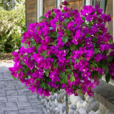 2 Purple Bougainvillea Plants Live, Patio Container Plant, 5-7 Inch Tall