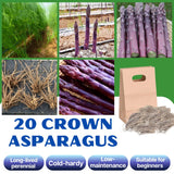 20 Purple Live Asparagus Roots, Ready to Grow Plant