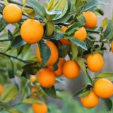Kumquat Tree, 1-2 Feet Tall
