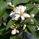 Meyer Lemon Tree Plant Live, Starter Plant, 1-2 Ft Tall, 1 Gallon Pot