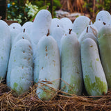 Long Wax Gourd Winter Melon Plant Live, Well-Rooted Vine Plant, 4 Inch Pot