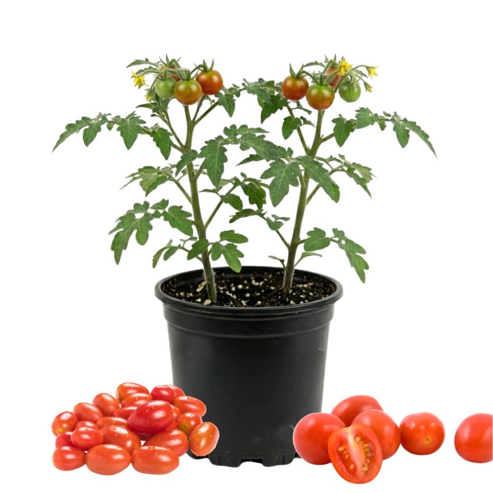 Red Cherry Tomato Live Plant 4-7 Inch Tall, 4 Inch Pot