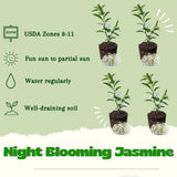 4 Night Blooming Jasmine Plants Live, 4-7 Inch Tall, Jasmine Plant Live