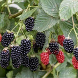 2 Sweetie Pie Blackberries Plant Live, Sweet Fruit, 4-7 Inch Tall
