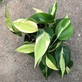 Stripe Philodendron Live Plant 4-6 Inches, Easy Care Indoor Houseplant for Home and Office, Tropical Foliage Philodendron