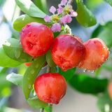 2 Barbados Cherry Live Plants, Live Barbados Cherry Plant, 4-6 Inch Tall