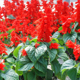 4 Red Salvia Sage Bushes Plants Live, Landscape Flower Plant, 4-6 Inch Tall
