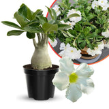 White Desert Rose Plant Live, 4-6 Inch Tall