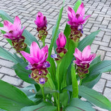 2 Pink Red Ginger Live Plants, Ornamental Flowering Ginger Plant for Indoor Outdoor, Colorful Blooming Gingers 4-6 Inches