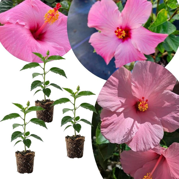 Set 3 Pink Hibiscus Live Plant, Vibrant Pink Hibiscus Plant 4–6" Tall