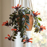 Aeschynanthus Lipstick Live Plant, Trailing Indoor Houseplant, 4 Inch Pot