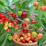 Barbados Cherry Live Plant, Home Orchard Tree, 4-6 Inch Tall