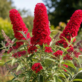 2 Red Buddleia Live Plants, 5-9" Butterfly Bush for Outdoor Gardens