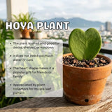 Hoya Plant Live, Indoor Houseplant, 2 Inch Pot