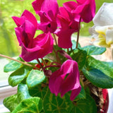 Pink Cyclamen Plant Live, Indoor Outdoor Flower, 4 Inch Pot