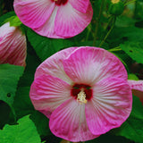3 Pink Hibiscus Bushes Live Plants, Tropical Flowering Shrub, 4-6 Inch Tall
