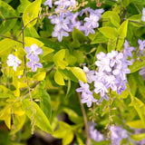 Set 2 Cuban Gold Duranta Live Plants, 4-7 Inch Tall