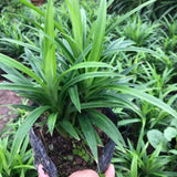 2 Pandan Leaves Live Plants, Well-Rooted Herb Plant, 4-8 Inch Tall